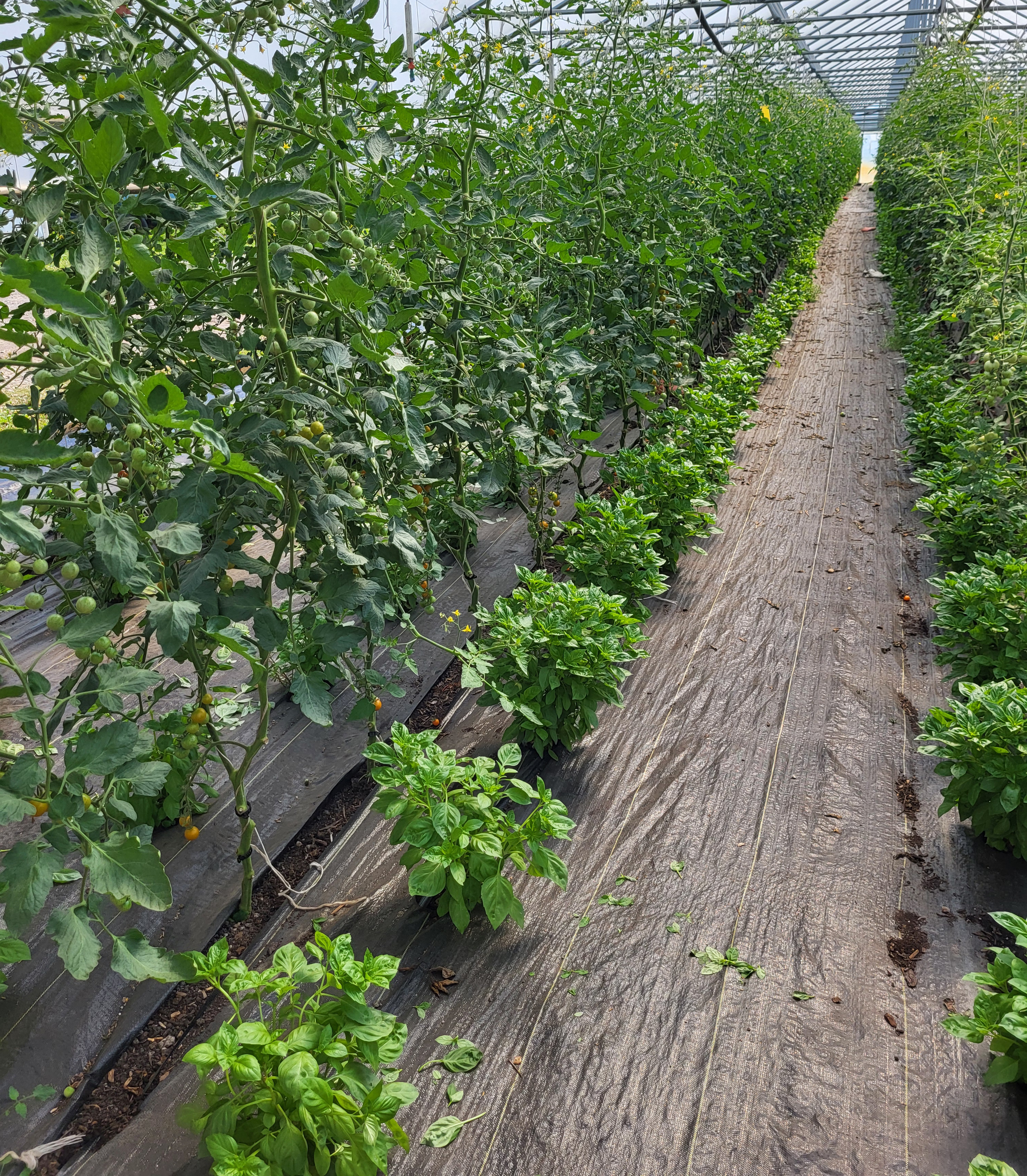Tomato and basil intercropped in a high tunnel.